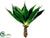 Agave Plant - Green - Pack of 2