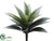 Agave Plant - Green Frosted - Pack of 24