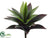Agave Plant - Green - Pack of 24