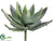 Aloe Plant - Green Mauve - Pack of 6