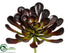 Silk Plants Direct Aeonium Plant - Burgundy Green - Pack of 6