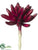 Aeonium Pick - Burgundy - Pack of 24