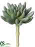 Silk Plants Direct Aeonium Pick - Green Gray - Pack of 24