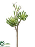 Silk Plants Direct Aeonium Spray - Green - Pack of 6