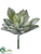 Agave Pick - Green - Pack of 24