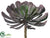 Aeonium - Burgundy Gray - Pack of 12