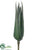 Agave - Green - Pack of 12
