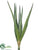 Aloe - Green Light - Pack of 12