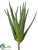 Aloe - Green Light - Pack of 6