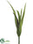 Aloe Plant - Green Burgundy - Pack of 36