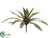 Bromeliad Plant - Green Burgundy - Pack of 12