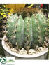 Silk Plants Direct Barrel Cactus - Green - Pack of 1