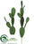 Bunny Ear Cactus - Green - Pack of 12