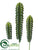 Peruvian Cactus - Green - Pack of 6