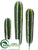 Peruvian Cactus - Green - Pack of 12