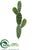 Bunny Ear Cactus - Green - Pack of 24