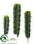Peruvian Cactus - Green - Pack of 12