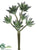 Sedum Spray - Green Frosted - Pack of 24
