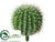 Barrel Cactus - Green - Pack of 6