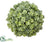 Iced Sedum Orb - Green Ice - Pack of 6