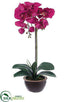 Silk Plants Direct Phalaenopsis Orchid Plant - Orchid - Pack of 1