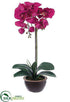 Silk Plants Direct Phalaenopsis Orchid Plant - Orchid - Pack of 1