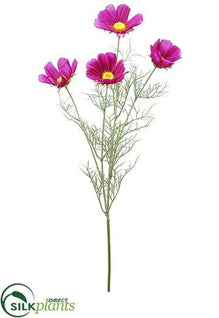 Cosmos Spray - Orchid - Pack of 12