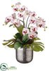 Silk Plants Direct Bird's Nest Leaf, Phalaenopsis - White Orchid - Pack of 1