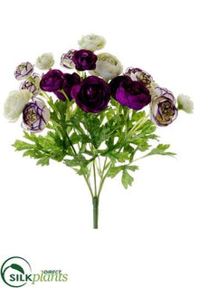Ranunculus Bush - Violet Orchid - Pack of 12