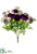 Ranunculus Bush - Violet Orchid - Pack of 12