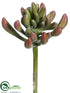Silk Plants Direct Dudleya - Green Burgundy - Pack of 12