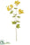Queen Anne's Lace Spray - Mustard - Pack of 12