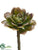 Echeveria Pick - Green Mauve - Pack of 12