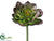 Echeveria Pick - Plum Green - Pack of 24