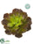 Echeveria - Burgundy Green - Pack of 12