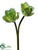 Echeveria Pick - Seafoam - Pack of 24