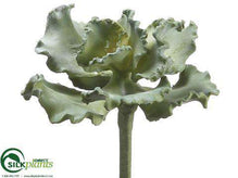 Curly Echeveria - Green - Pack of 12