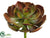 Echeveria Plant - Rust Green - Pack of 6