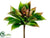 Echeveria Pick - Green Fuchsia - Pack of 12
