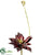 Flowering Echeveria Pick - Burgundy Green - Pack of 12