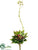 Flowering Echeveria Pick - Green Burgundy - Pack of 12