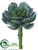 Echeveria Pick - Green Gray - Pack of 24