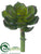 Echeveria Pick - Green Plum - Pack of 24