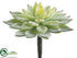 Silk Plants Direct Mini Echeveria Pick - Green Flocked - Pack of 24