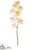 Phalaenopsis Orchid Spray - Beige - Pack of 12
