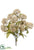 Queen Anne's Lace Bush - Beige - Pack of 12