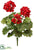 Water-Resistant Geranium Bush - Red - Pack of 12