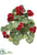 Geranium Hanging Bush - Red - Pack of 6