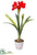 Amaryllis Plant - Red - Pack of 1