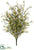 Wild Starflower Bush - Yellow - Pack of 12